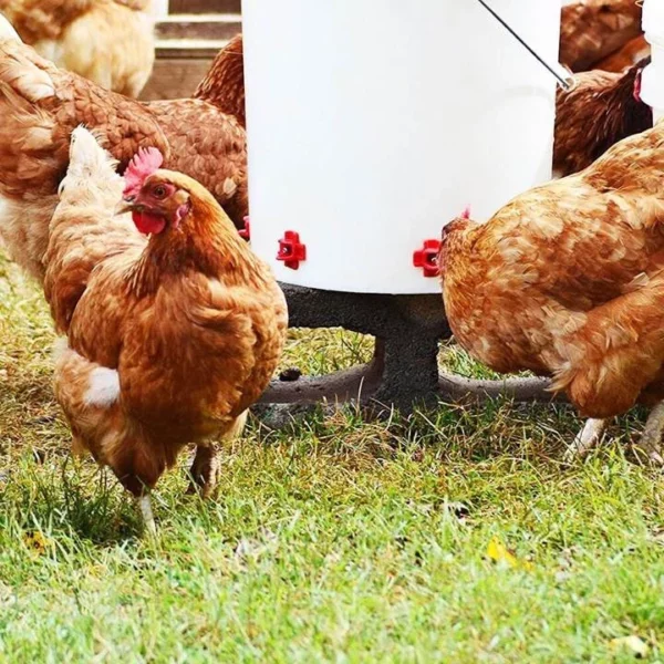 【BUY MORE SAVE MORE】Horizontal Side Mount Chicken Waterer