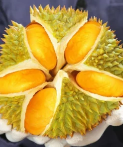 Fresh: Thai golden pillow durian (organic fruit) 2 durians