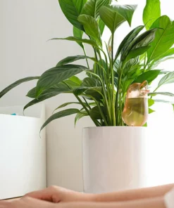 🎅(Christmas Early Sale - Save 40% OFF) Bird Shape Watering