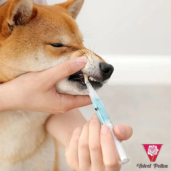 Naminių gyvūnų dantų taisymo rinkinys
