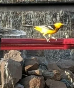（🔥HOT SALE）2021 Best Hummingbird Feeder Bright red
