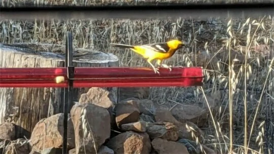 （🔥BEJGĦ HOT）2021 L-Aħjar Hummingbird Feeder Aħmar jgħajjat