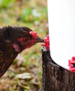 【BUY MORE SAVE MORE】Horizontal Side Mount Chicken Waterer