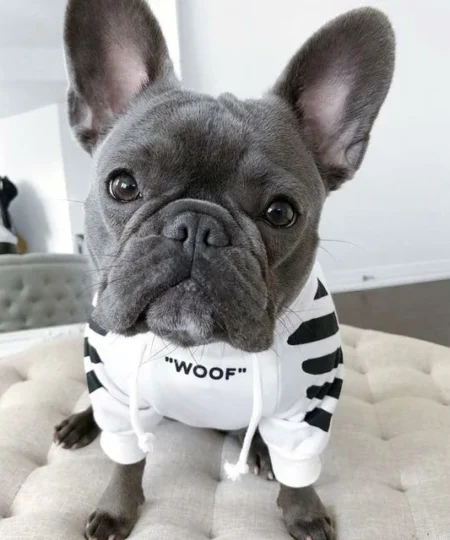 Sweat à capuche tendance pour chien 'WOOF'