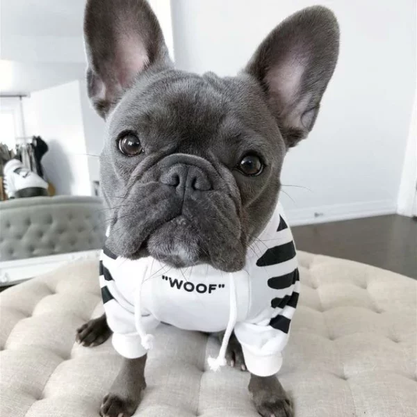 'WOOF' Trendy majica s kapuljačom za pse