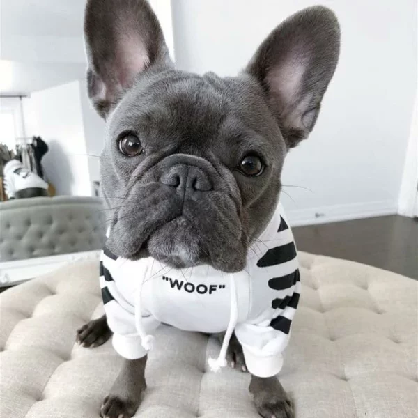 'WOOF' Trendy Dog Hoodie