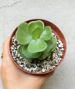 Early christmas Sale 50%off- Petal Leaf Succulent
