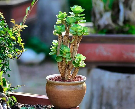 Early christmas Sale 50%off- Petal Leaf Succulent