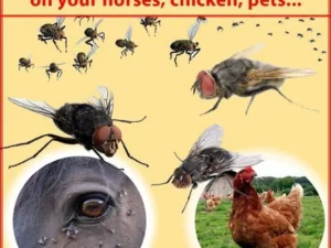 【ONLY $9.99 EACH🔥BUY 2 GET 1 FREE】REUSABLE FLY TRAP