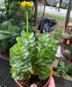Early christmas Sale 50%off- Petal Leaf Succulent