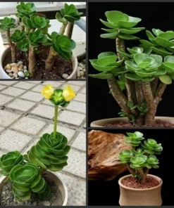 Early christmas Sale 50%off- Petal Leaf Succulent