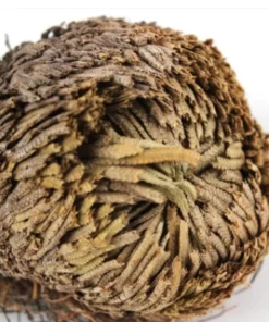 "Rose Of Jericho" - The Resurrection Plant