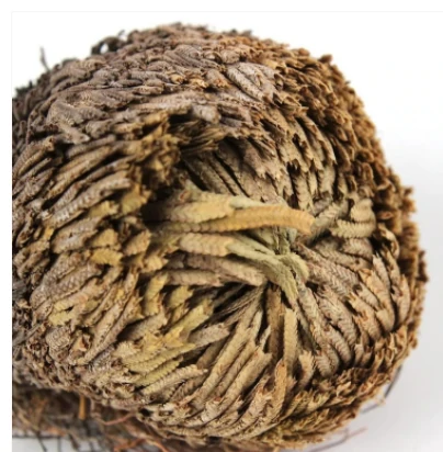 "Rose Of Jericho" - The Resurrection Plant