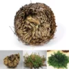 "Rose Of Jericho" - A planta da resurrección