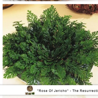 "Rose Of Jericho" - The Resurrection Plant