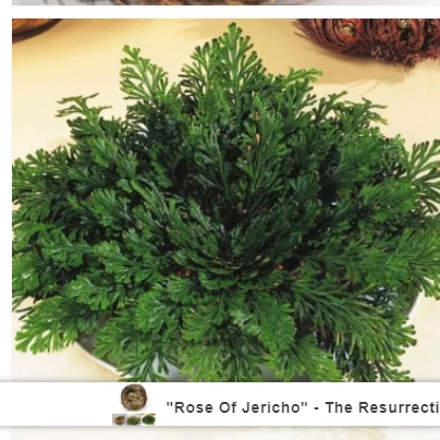 "Rose Of Jericho" - A planta da resurrección