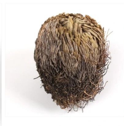 "Rose Of Jericho" - The Resurrection Plant