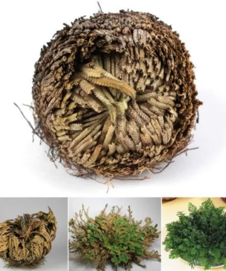 "Rose Of Jericho" - The Resurrection Plant