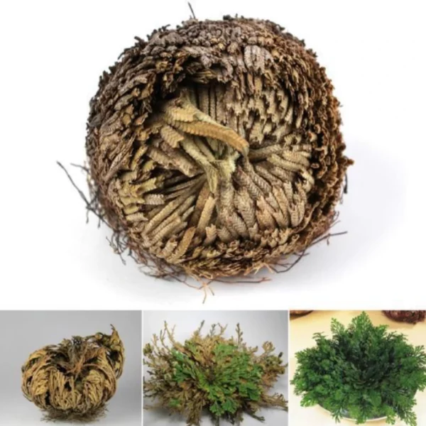 "Rose Of Jericho" - D'Resurrection Plant