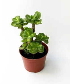 Early christmas Sale 50%off- Petal Leaf Succulent