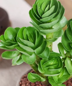 Early christmas Sale 50%off- Petal Leaf Succulent