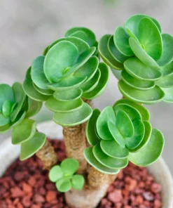 Early christmas Sale 50%off- Petal Leaf Succulent