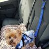 🔥Buy One Get One Free🔥Headrest Dog Car Safety Seat Belt（50% OFF）