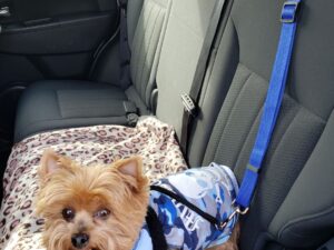 🔥Buy One Get One Free🔥Headrest Dog Car Safety Seat Belt（50% OFF）