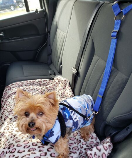 🔥Купите один и получите один бесплатно🔥Ремень безопасности автомобиля для собак с подголовником (СКИДКА 50%)