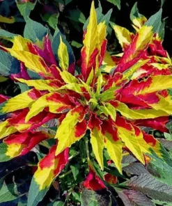Amaranthus Tricolor Campuran Warna - Siki Kembang Desi