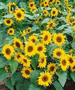 Minature sa Sunflower - Mga Binhi sa Bulak