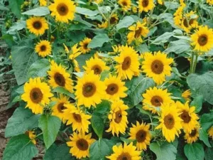 Sunflower Minature - Flower Seeds