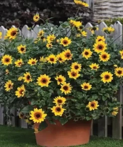 Miniatiūrinė saulėgrąža – gėlių sėklos