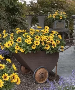 Sunflower Minature - Flower Seeds