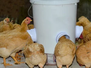 DIY Chicken Feeder 50% OFF NOW🔥