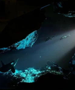 [Presale] Diver Shark Night Light
