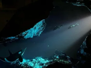 [Presale] Diver Shark Night Light