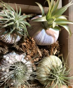 Super Cute!Hanging Plant Pot Jellyfish Aerial Plant