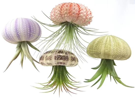 Super roztomilý! Závesný kvetináč na medúzy vzdušná rastlina