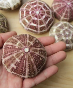 Super Cute!Hanging Plant Pot Jellyfish Aerial Plant