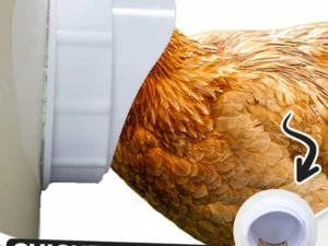 DIY Chicken Feeder 50% OFF NOW🔥