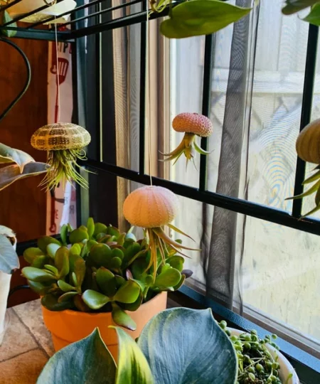 Super Cute!Hanging Plant Pot Jellyfish Aerial Plant