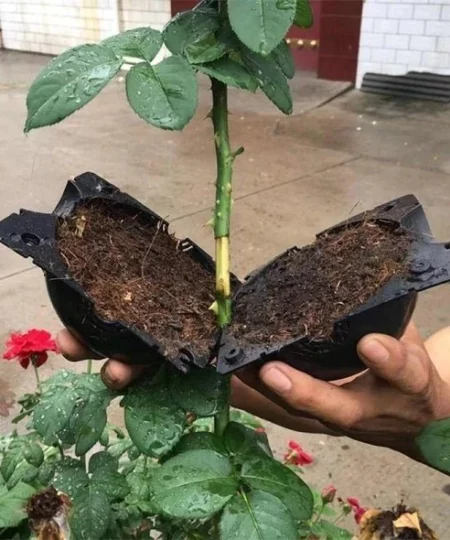 REUSABLE PLANT ROOT GROWING BOX