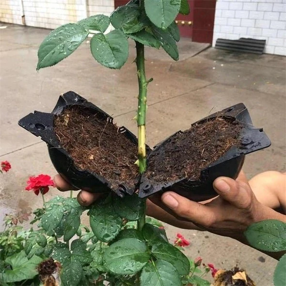 REUSABLE PLANT ROOT GROWING BOX