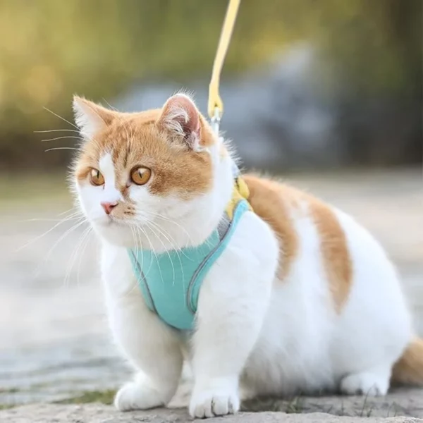 Luminous Cat Vest Harness thiab Leash Teeb