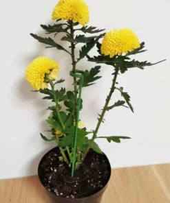 Plant Support Stake（10 Pcs）