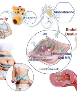 Lymphvity Detoxification and Shaping & Powerful Lifting Bra