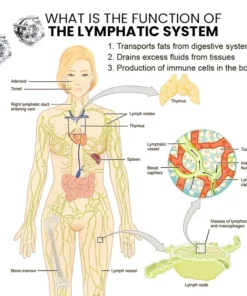 Metiz PLUS Lymphvity Magnetherapy Earrings
