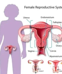 Zprocare™ Graphene Honeycomb Vaginal Tightening & Body Shaping Briefs