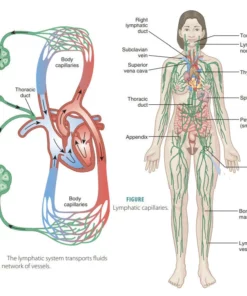 POP-Youth™ Anti-Edema VaricoseVeinCare TreatmentFootSoak